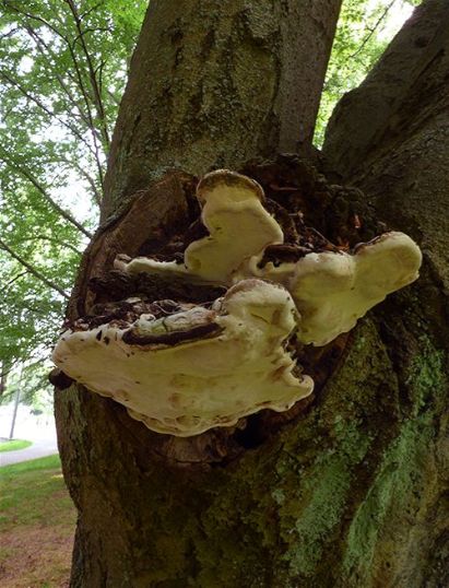 Mature fruiting bodies on a large pruning wound on beech in Gothenburg, Sweden.